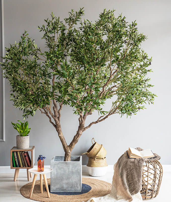 Elements Olive Tree